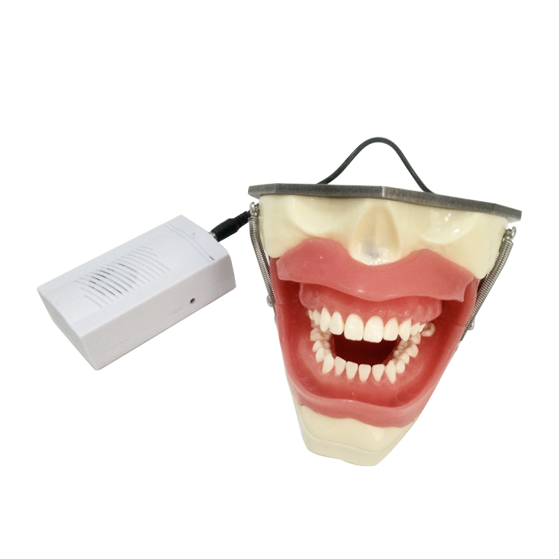 UM-L2 Model For Oral Anesthesia And Tooth Extraction