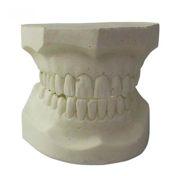 UM-S22 Модель зубов из белого алунда