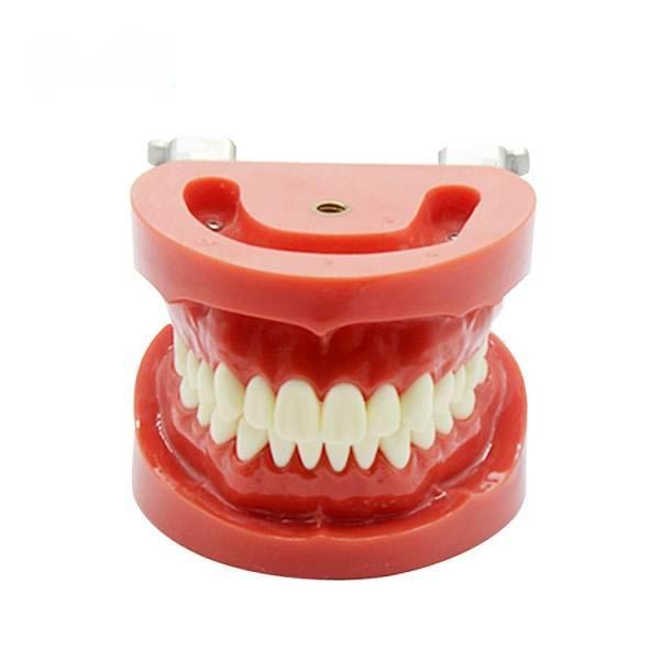 UM-A2 Съемная стандартная стоматологическая модель (Nissan)