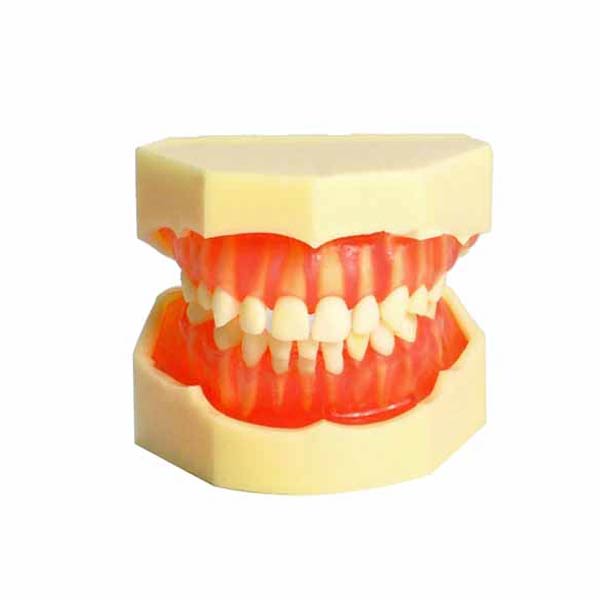 UM-7009 Съемная модель детского зуба (20 съемных зубных зубов)