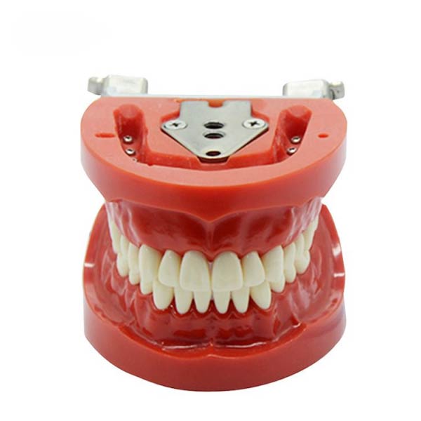 UM-A3 Стандартная модель зубов (нисин)