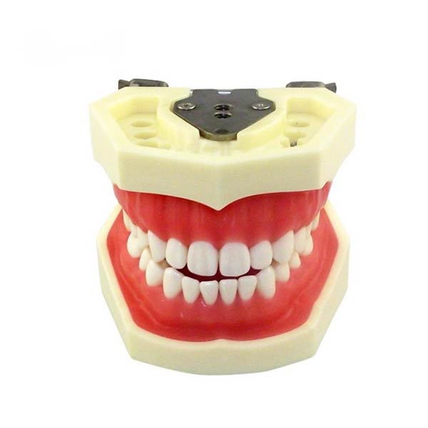 UM-A4 Стандартная модель зуба (мягкая десна 28 зубов)
