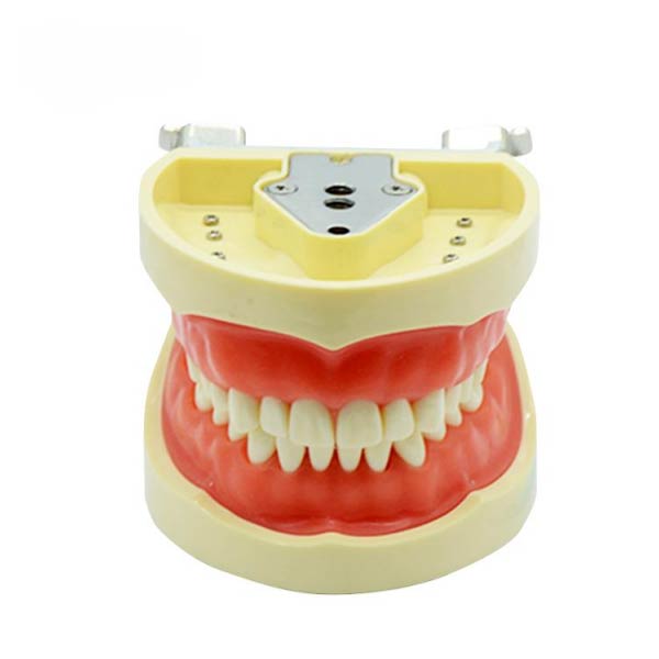 UM-A6 Стандартная модель зуба (мягкая десна 32 зуба)