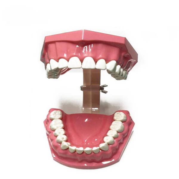 UM-A8-01 Демонстрационная модель чистки зубов для взрослых (28 зубов)