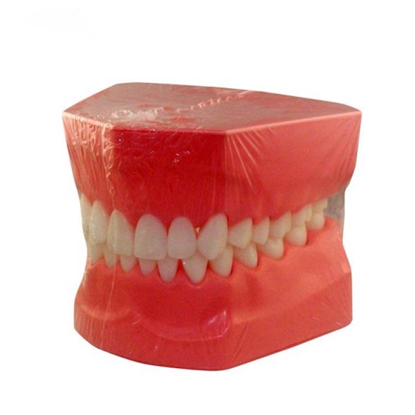 UM-A8 Демонстрационная модель чистки зубов для взрослых
