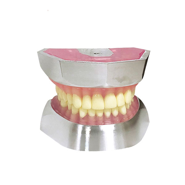 UM-L16 Модель для извлечения зубов из смолы (только зубы 32 шт.)