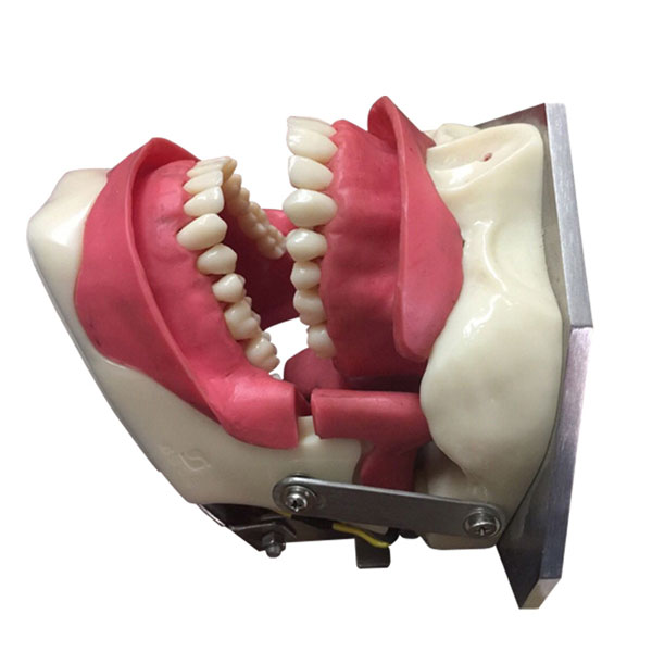 UM-L2 Model For Oral Anesthesia And Tooth Extraction