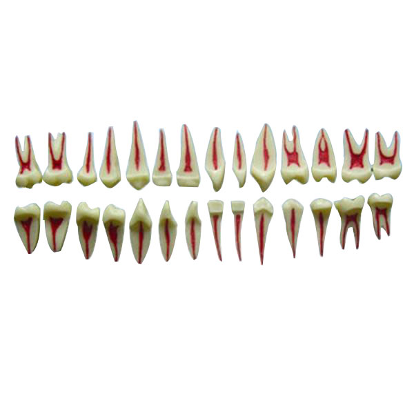 UM-C2 Двухкратная модель детского профиля (20 стоматологических анатомических моделей)