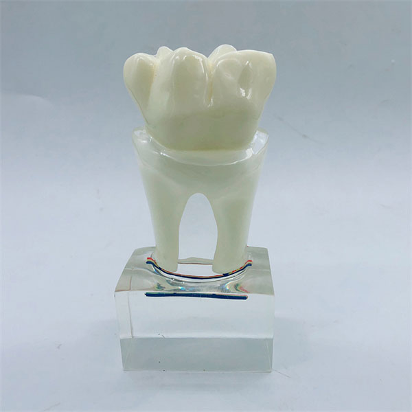 UM-U13 Six Times Caris Anatomy Model