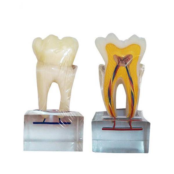 UM-U14 Шесть раз нормальная модель анатомии зубов
