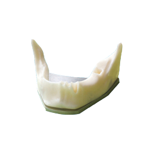 UM-Z8 Костная челюсть анатомической формы для практики размещения имплантатов