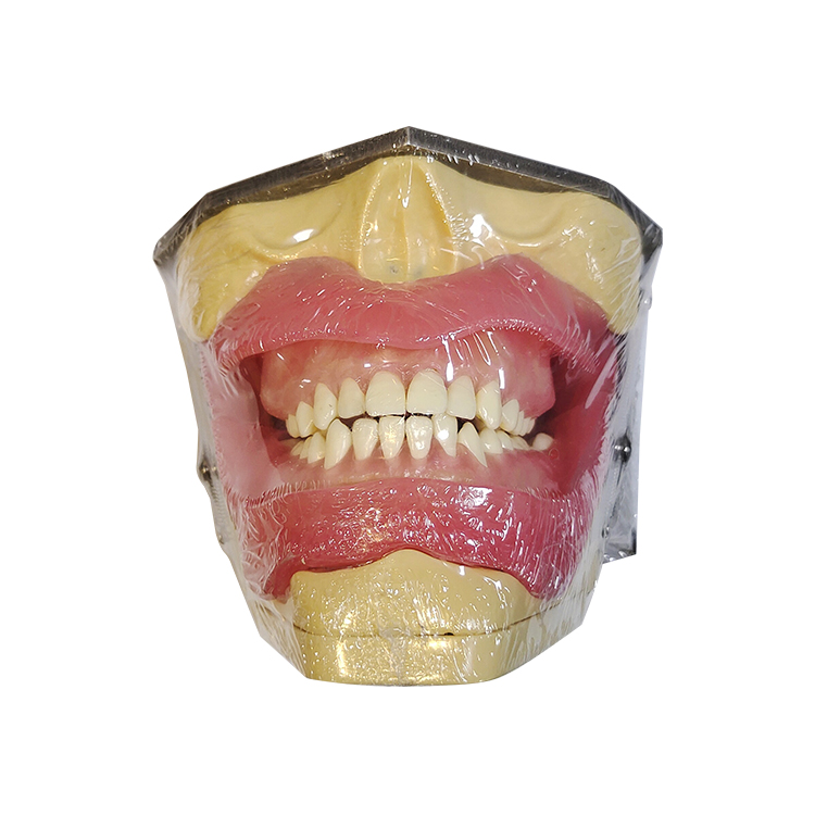 UM-L2 Модель для оральной анестезии и извлечения зубов