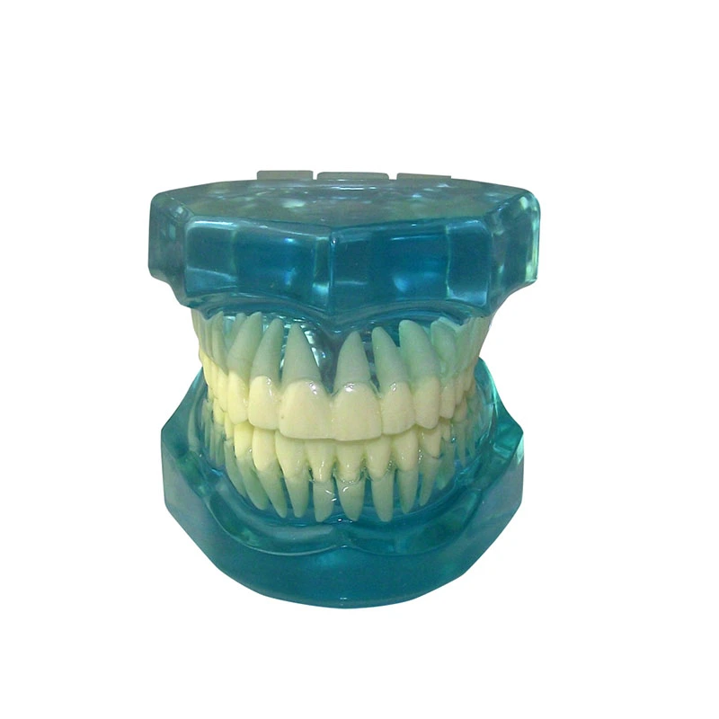 UM-7002 Полностью прозрачная модель стандартных взрослых зубов